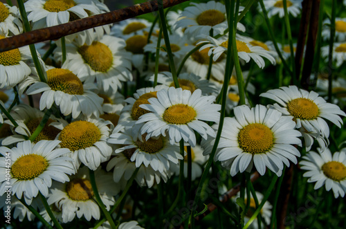 Photo of chamomile in the garden.