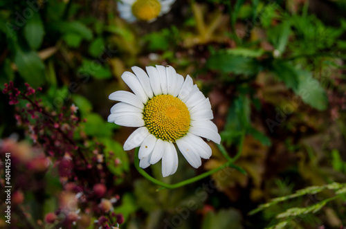 Photo of chamomile in the garden.