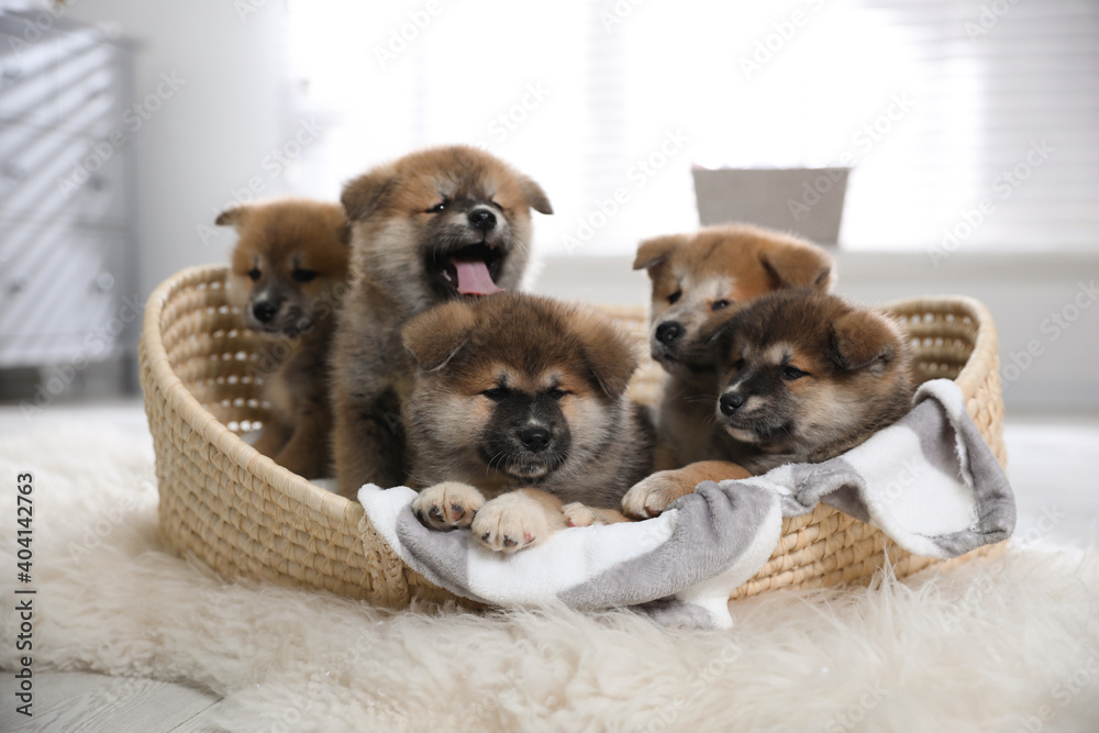 Cute Akita Inu puppies in wicker basket indoors