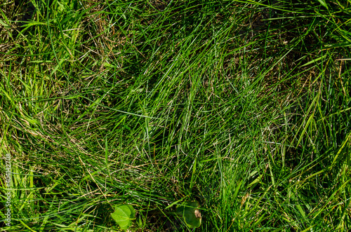 Photo of grass. View from above. Green grass after rain