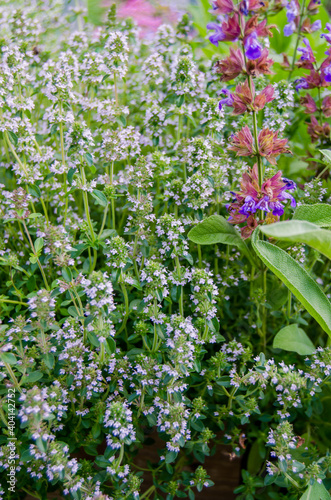 Photo of thyme in the garden with bees and bumblebees. Spices in the garden