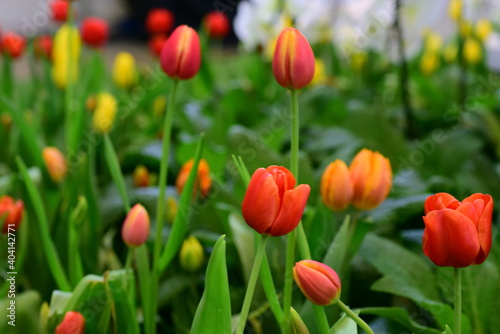 View of colorful flowers growing in garden
