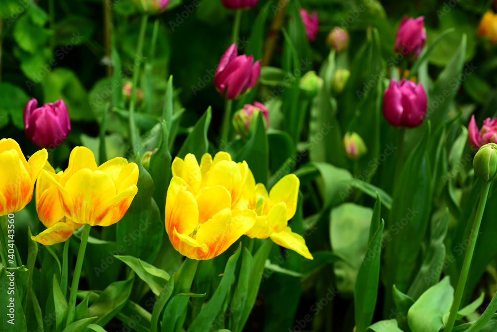 Colorful flowers in the garden.flower blooming.Beautiful flowers in the garden.
Colorful flowers in the garden.flower blooming.Beautiful flowers in the garden.