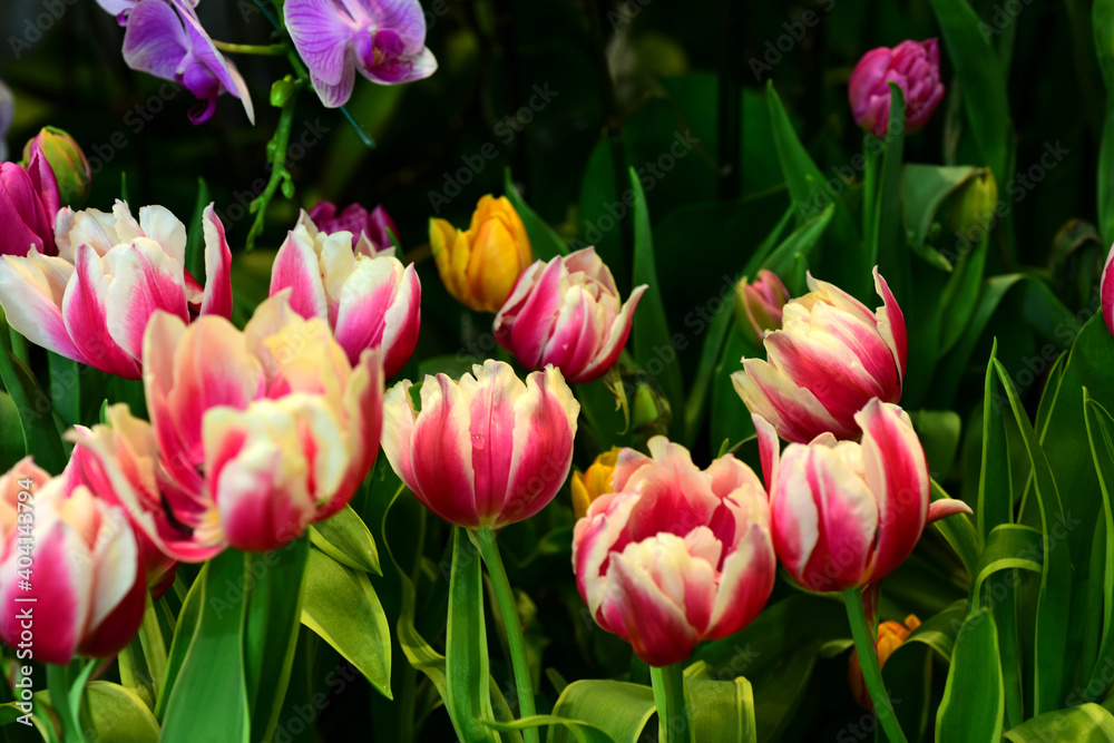 Fototapeta premium Colorful flowers in the garden.flower blooming.Beautiful flowers in the garden. 