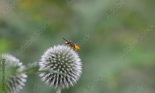 hover fly on a flower