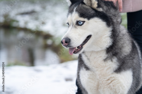 Husky dog for a walk in winter in the park with snow