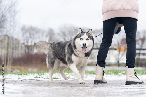 dog on the snow