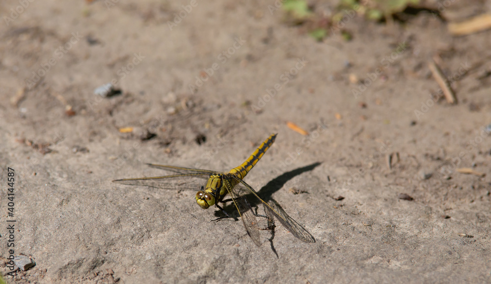 darter on the floor