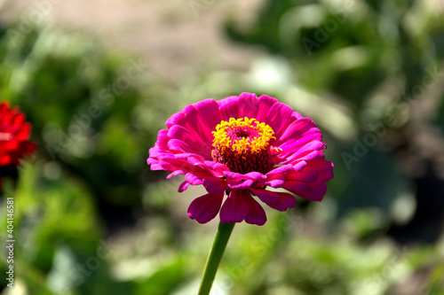 Pink zinnia flower. The Astrov family. Beautiful bud close-up.