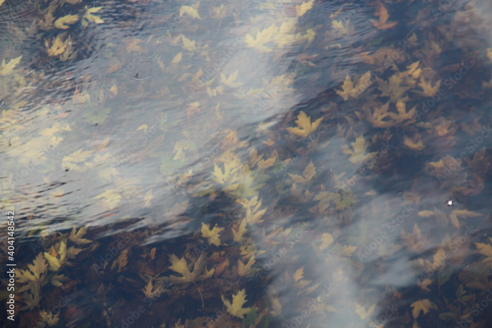 Maple leaves in water.