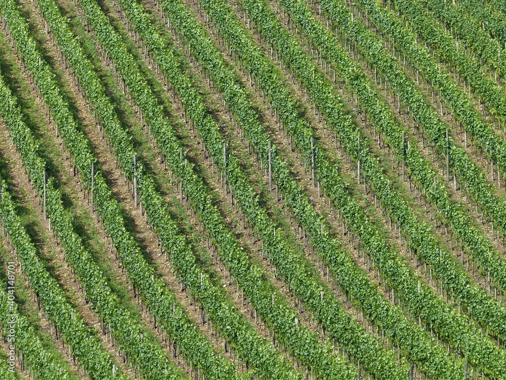 Weinbergreihen am Berghang im Sommer Weinbergreihen am Berghang im Sommer