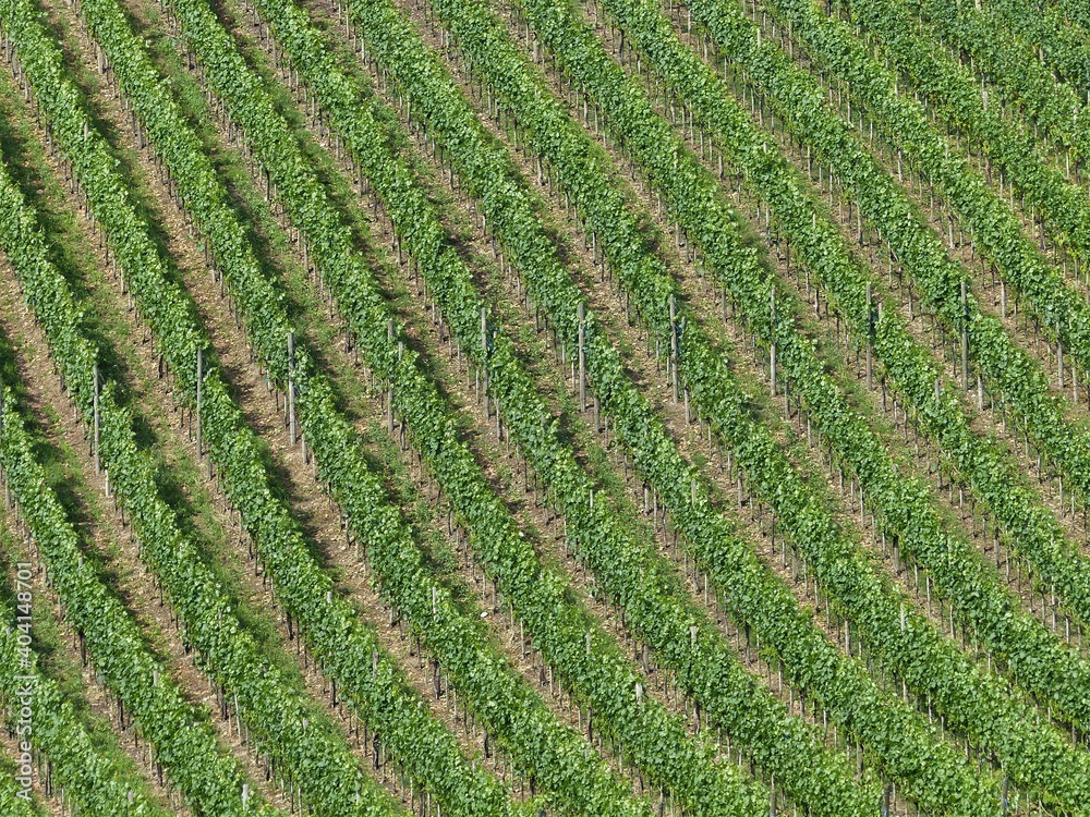 Weinbergreihen am Berghang im Sommer