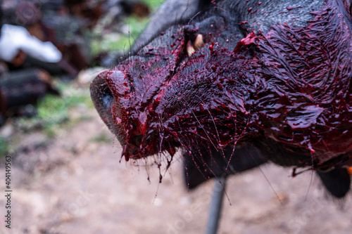 traditional slaughter of the Mallorcan black pig, Mallorca, Balearic Islands, Spain © Tolo