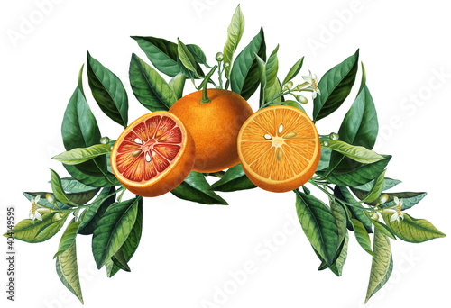 Fruit arrangement with vintage orange citruses and green leaves
