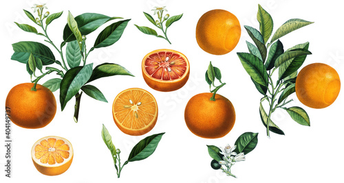 Fruit arrangement with vintage orange citruses and green leaves