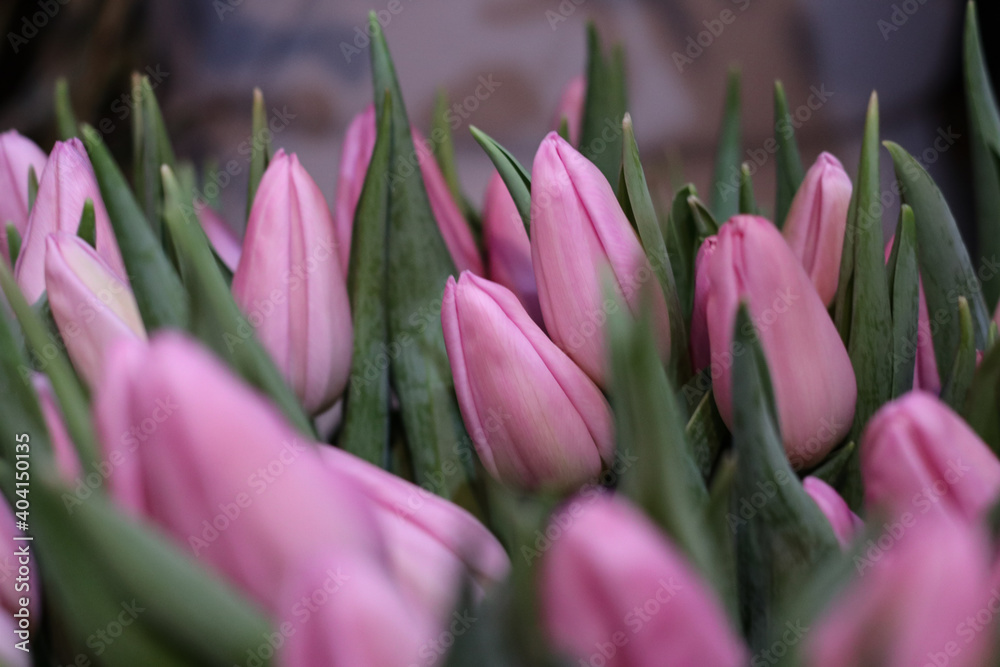 Bunch of fresh spring pink tulips on old vintage wooden board, copy space Bunch of fresh spring pink tulips on old vintage wooden board, copy space