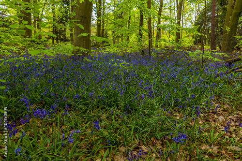 Fototapeta Naklejka Na Ścianę i Meble -  A carpet of bluebells beneath the newly sprouting tree leaves in a wood in Leicestershire in springtime