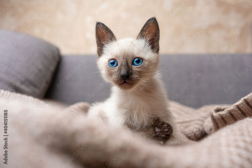 siamese kitten playing. Thai kitten with blue eyes