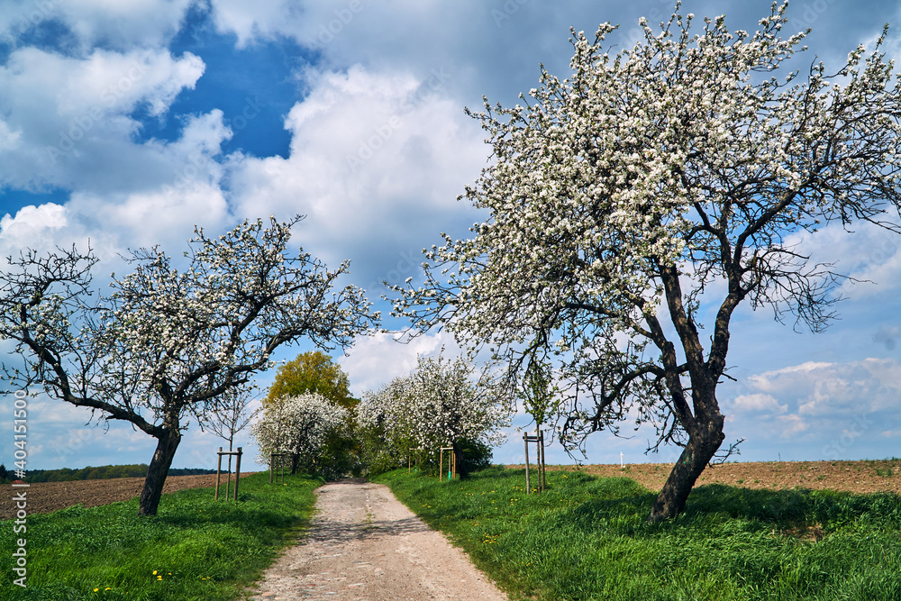 A dirt, paved road and flowering fruit trees in spring A dirt, paved road and flowering fruit trees in spring