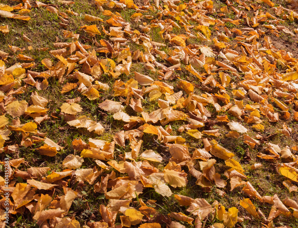 Autumn leaves in the forest.