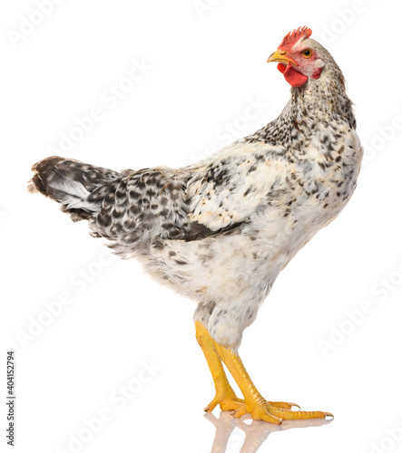one gray rooster isolated on white background, studio shoot