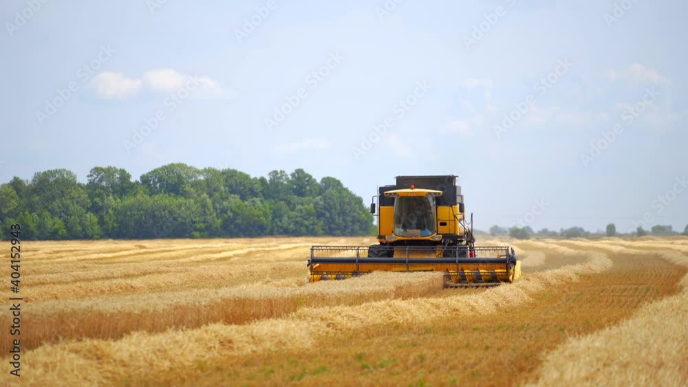 Special technic in action. Combine among dry golden wheat. Agriculture machine harvesting crop in fields.