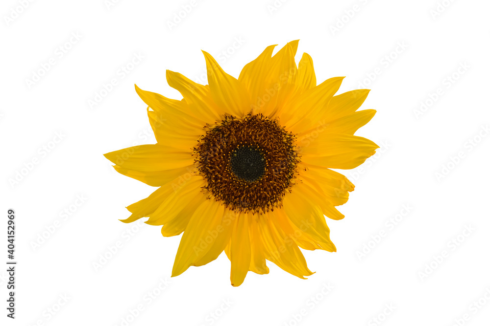 Yellow sunflower over white Yellow sunflower over white