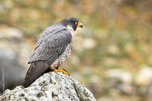 Magnificent peregrine falcon, falco peregrinus, staring on rock in spring. Wild feathered animal standing on stone from side view with copy space.