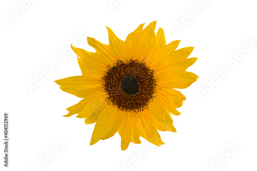 Yellow sunflower over white