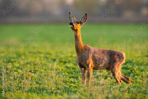 Roe deer, capreolus capreolus, doe sniffing with nose up in air on a fresh meadow in summer. Brown mammal smelling on grass in summertime evening. Female animal standing on vivid field in sunlight.
