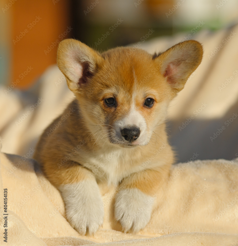 Cute welsh corgi pup portrait