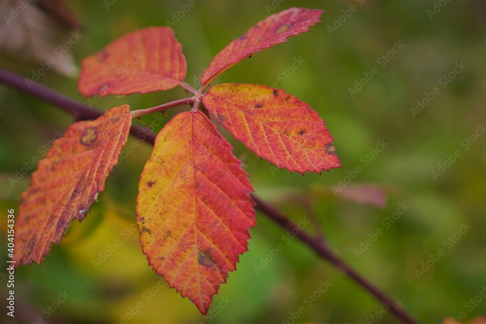 red leaves of a tree red leaves of a tree