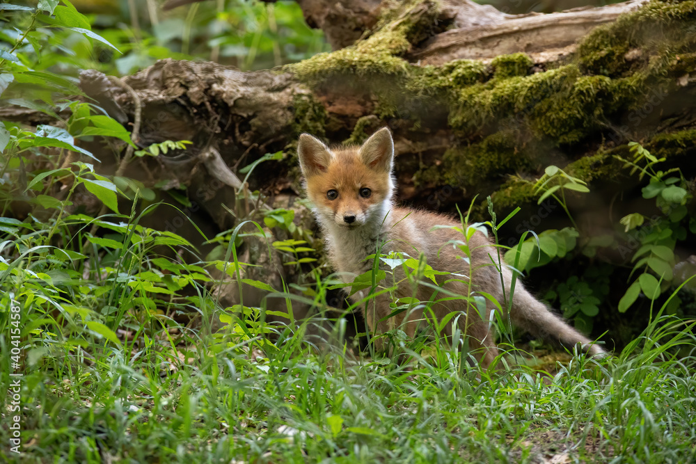 Little red fox, vulpes vulpes, cub standing in green forest in summer nature. Young predator looking to the camera in vivid woodland. Juvenile animal wildlife in wilderness.