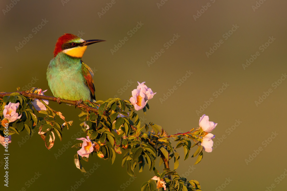 European bee-eater, merops apiaster, sitting on blooming branch in summer. Colorful bird resting on twig with pink flowers with copy space. Green animal with long beak looking aside on rosehip.