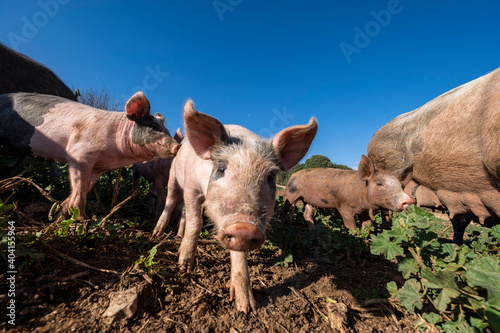 farm Sa Teulera, Manacor, Mallorca, Balearic Islands, Spain photo