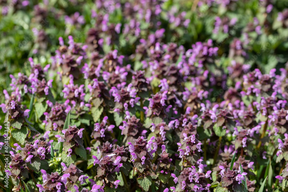 The flowering period of the herb called thyme. Tiny purple flowers. Green heart-shaped leaves with jagged edges. The flowering period of the herb called thyme. Tiny purple flowers. Green heart-shaped leaves with jagged edges.