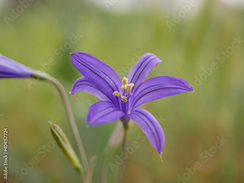Large purple flowers ixiolion on the meadow on a warm spring day. Ixiolirion tataricum grows naturally. photo