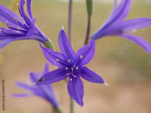 Large purple flowers ixiolion on the meadow on a warm spring day. Ixiolirion tataricum grows naturally. photo