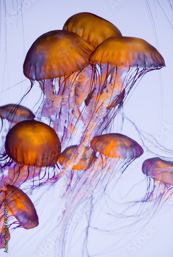 A Group of Sea Jellies or Jellyfish