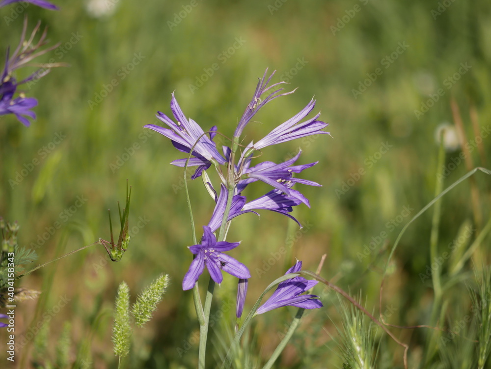 Large purple flowers ixiolion on the meadow on a warm spring day. Ixiolirion tataricum grows naturally. Large purple flowers ixiolion on the meadow on a warm spring day. Ixiolirion tataricum grows naturally.