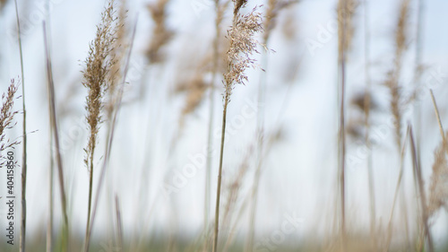 Landscape with hair grass. Tussock grass. Latin name „Deschampsia“. 