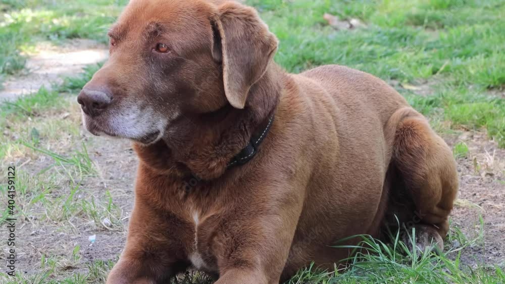 Adorable brown labrador relaxing in the garden. High quality 4k footage