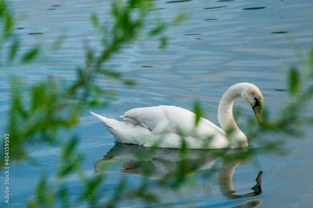 A white majestic swan floats in front of a wave of water. Young swan in the middle of the water. Drops on a wet head. A white majestic swan floats in front of a wave of water. Young swan in the middle of the water. Drops on a wet head.