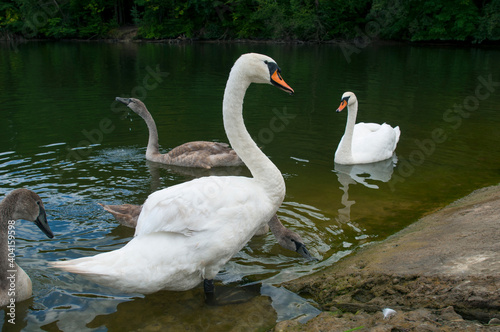 white swans group on the lake swim well under the bright sun