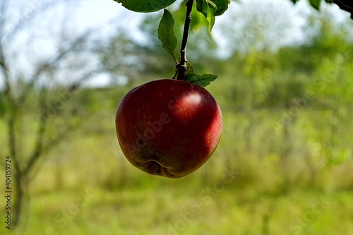 Organic apple fruit on the branch in the sahdow on the apple tree photo