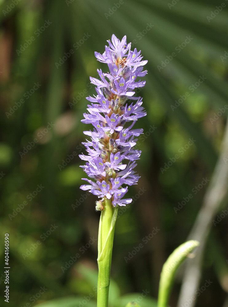 Close up of the purple flowers of Pickerelweed (Pontederia cordata), a plant that is abundant in swamps and other wetlands. Close up of the purple flowers of Pickerelweed (Pontederia cordata), a plant that is abundant in swamps and other wetlands.