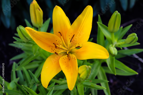 A Yellow Male Lily Flower