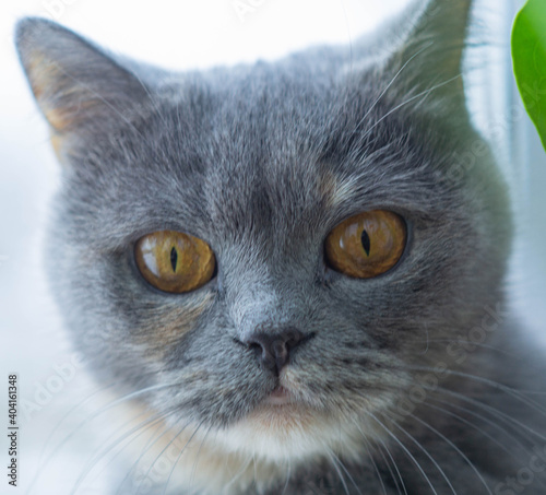 close-up of a beautiful scottish gray cat