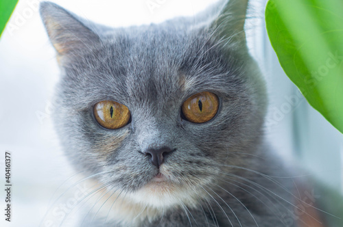 close-up of a beautiful scottish gray cat