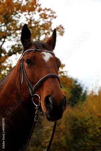 beautiful quarter horse head portrait with a in front of an autumn forest